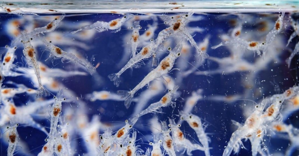 Lisaqua: Sustainable Permaquaculture Technology for a Resilient Maritime Food&nbsp;System