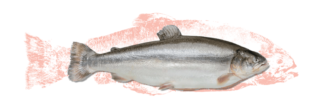 Iceland’s Matorka Leverages Geothermal Lava Grids to Scale Land-Based Arctic Char&nbsp;Production